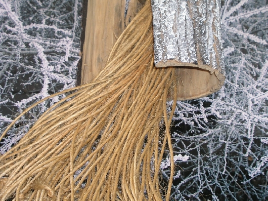 Aufbrechender Winterbaum Detail