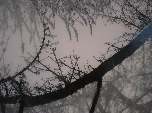 Baumwelle I Detail links